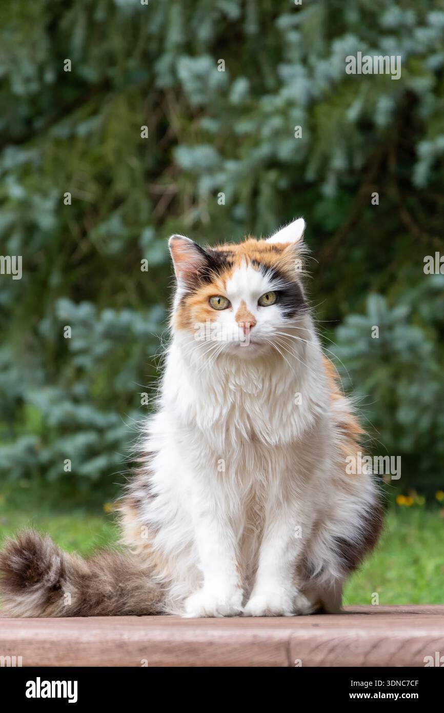 Un chat tricolore moelleux est assis sur une table en bois à l'extérieur en été Banque D'Images
