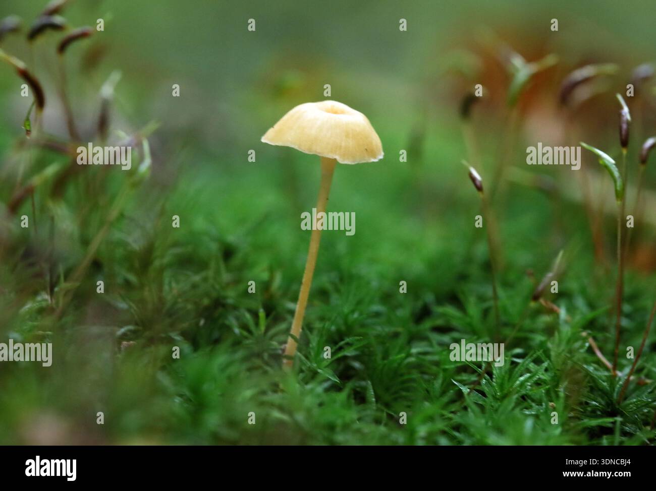 Gros plan de mycènes glissants (Roridomyces roridus) poussant sur une souche d'arbre dans une forêt Banque D'Images