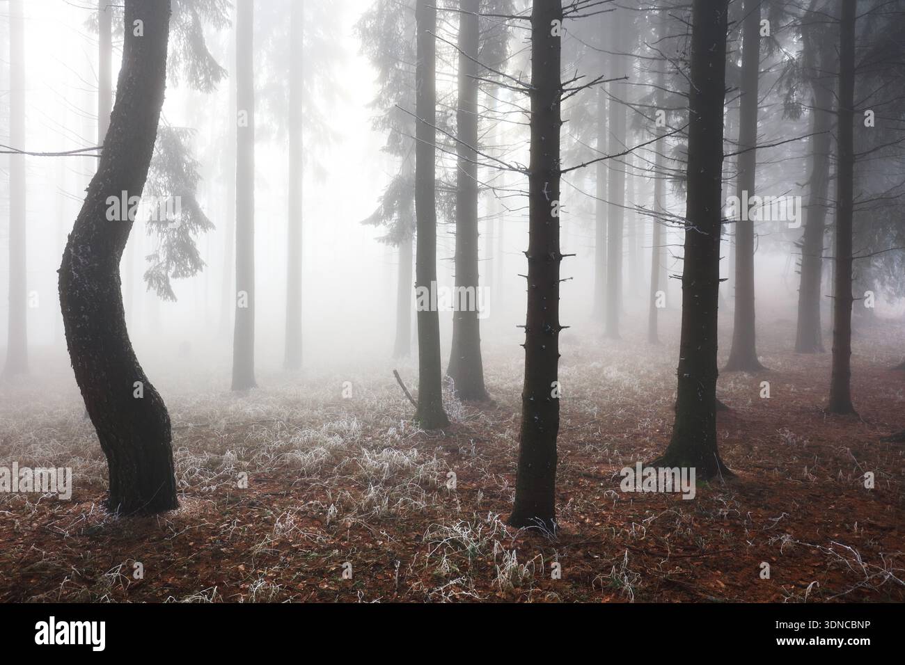 Profondément dans la forêt magique où la brume garde les secrets antiques Banque D'Images