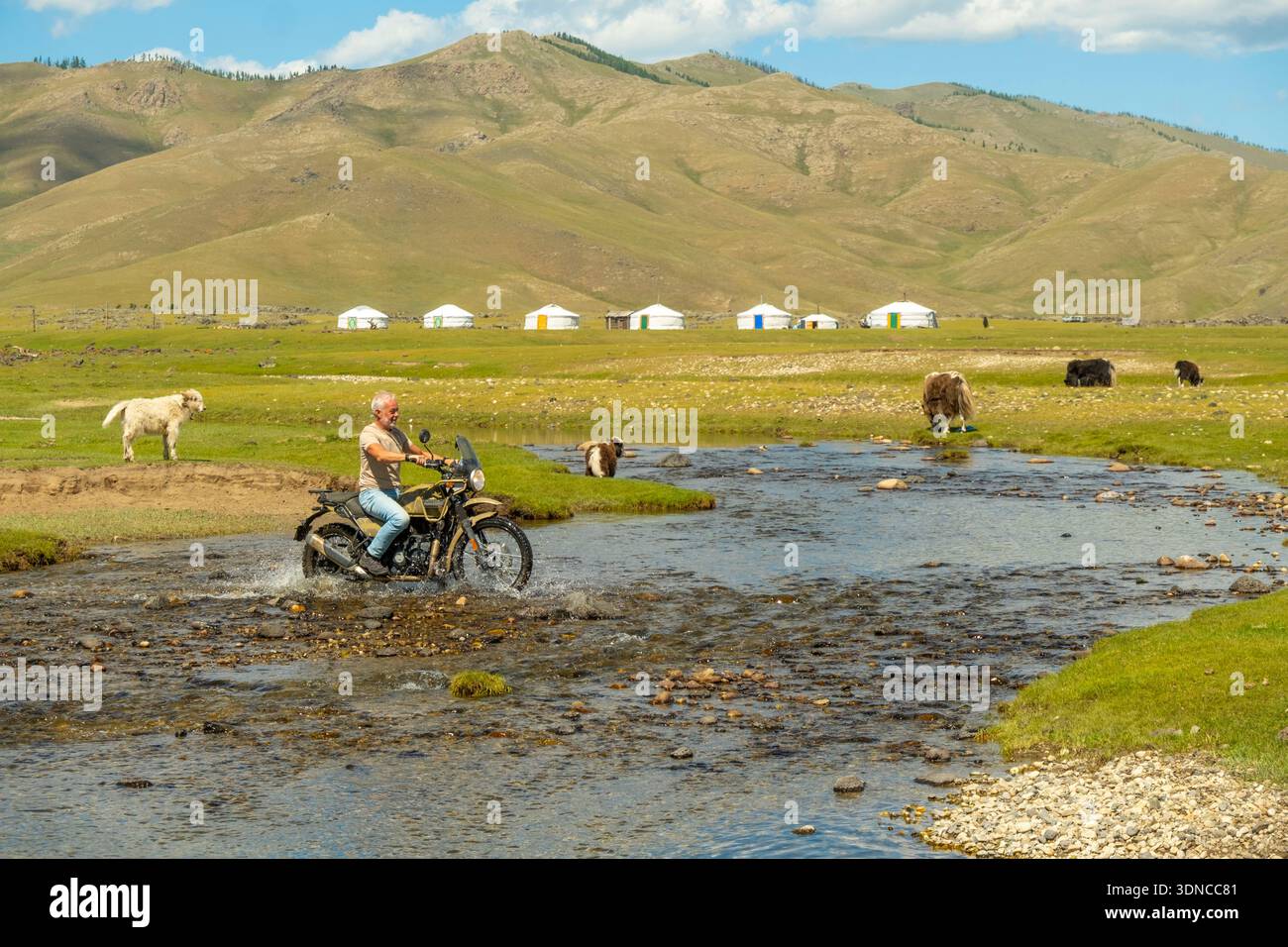 Mongolie, province d'Ovorkhangai, vallée d'Orkhon, motocycliste sur une moto Royal Enfield Himalaya 400 et un troupeau de yaks traversant une rivière Banque D'Images