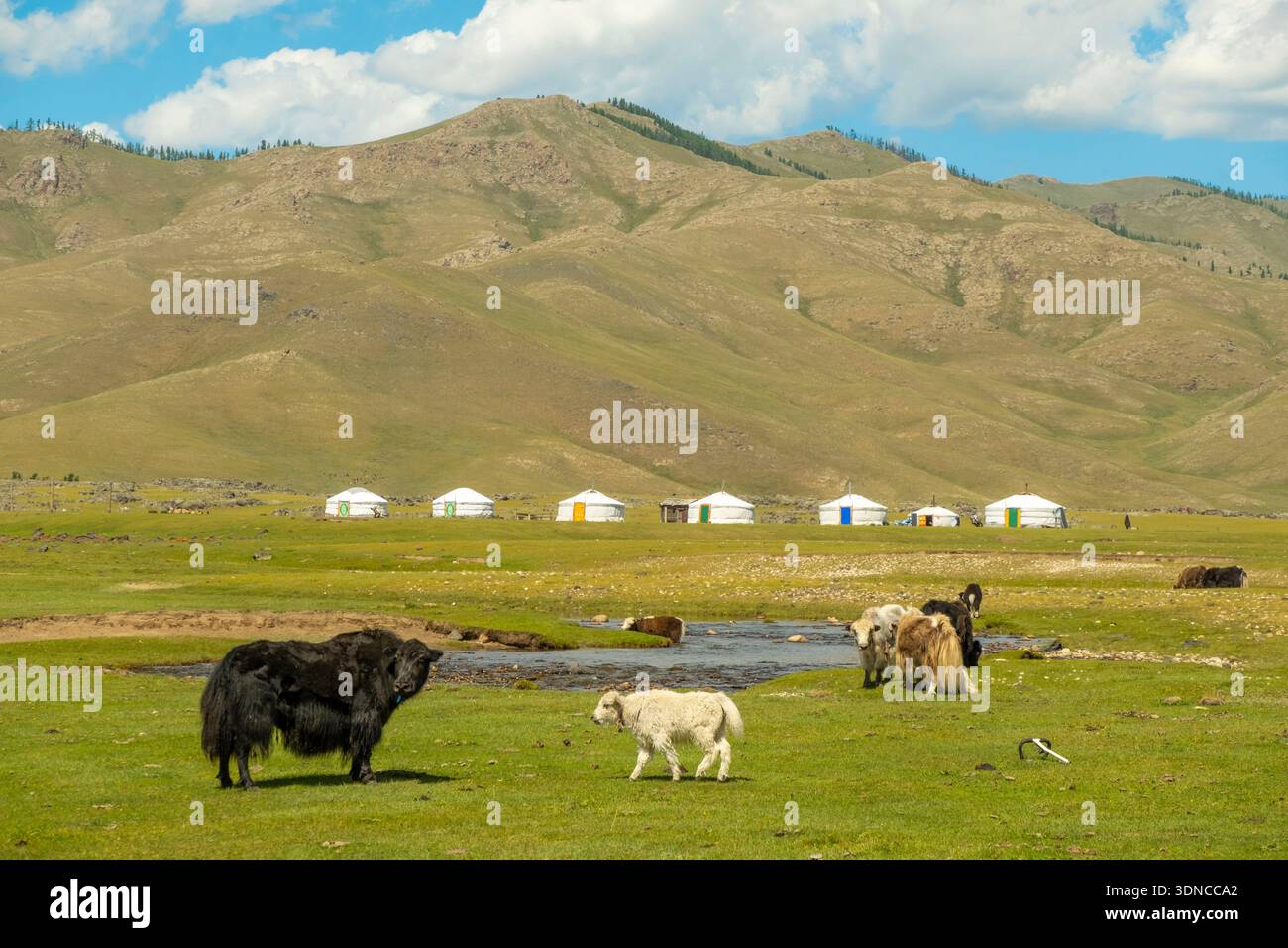 Mongolie, province d'Ovorkhangai, vallée d'Orkhon, troupeau de yaks et camp de yourtes Banque D'Images