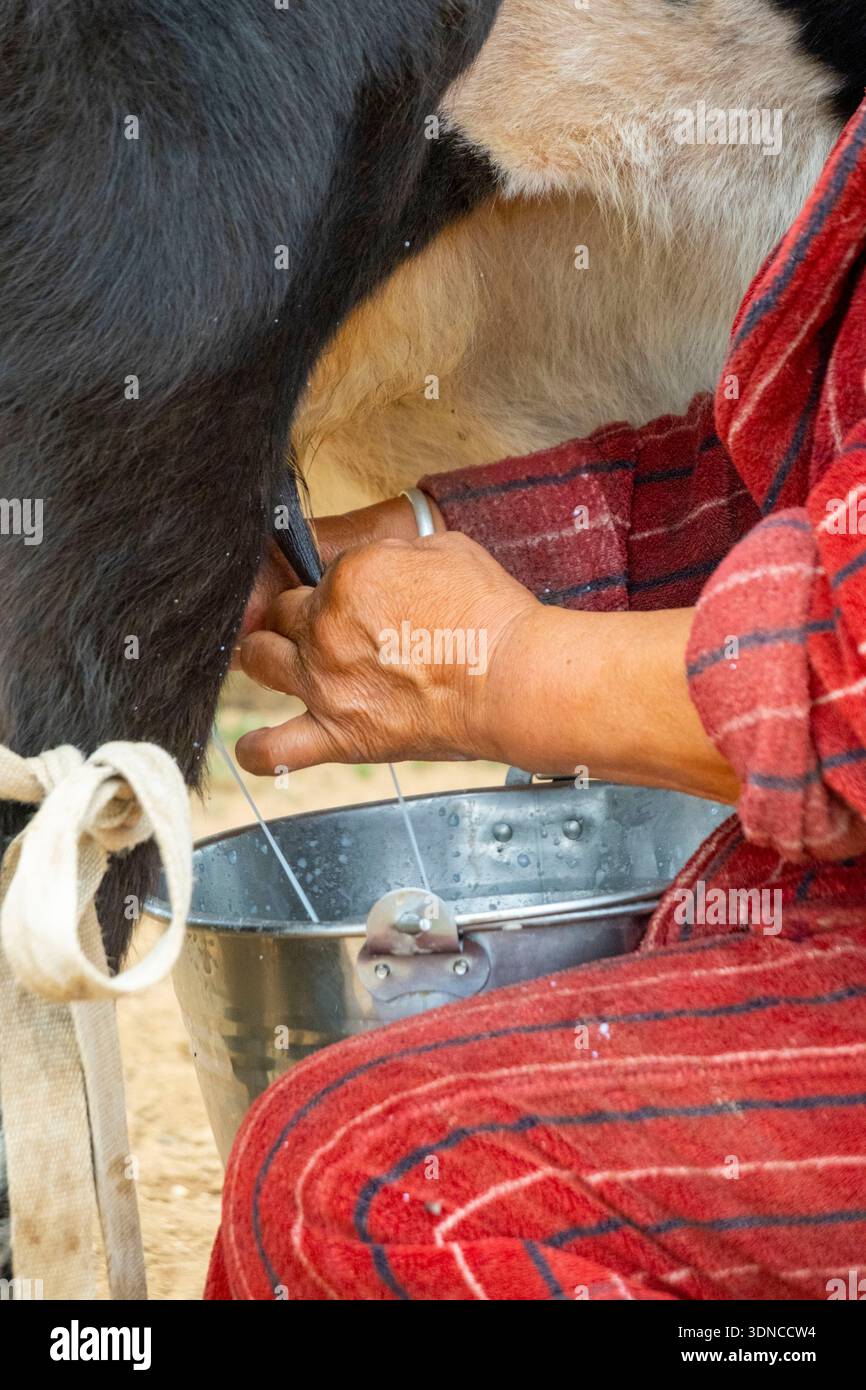 Mongolie, province bulgare, Dashinchilen, femme mongole tractant sa vache Banque D'Images