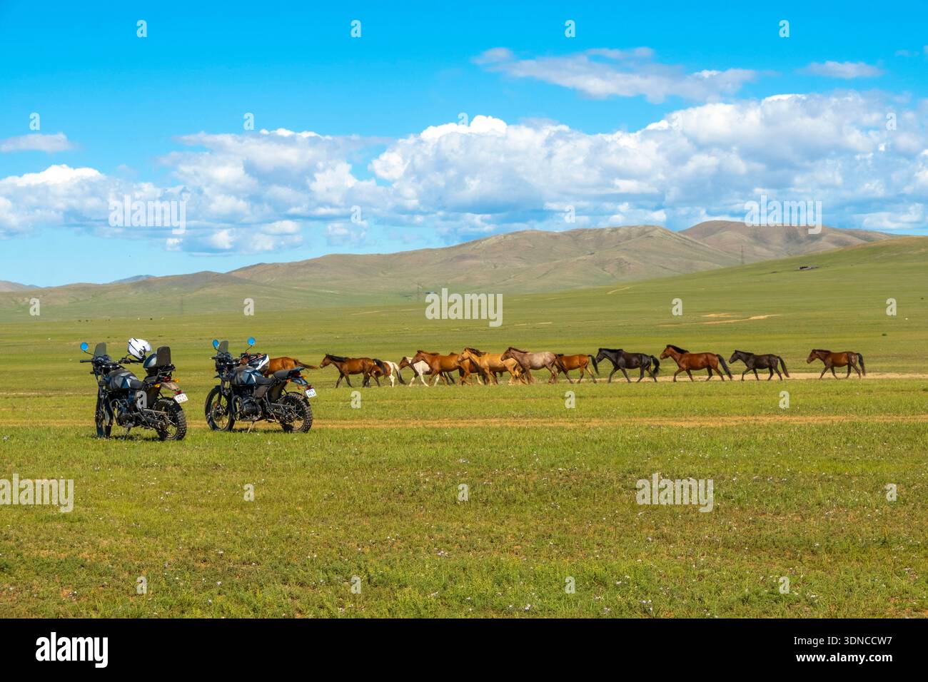 Mongolie, province bulgare, région de Dashinchilen, troupeau de chevaux et motocyclette Royal Enfield Himalaya 400 Banque D'Images