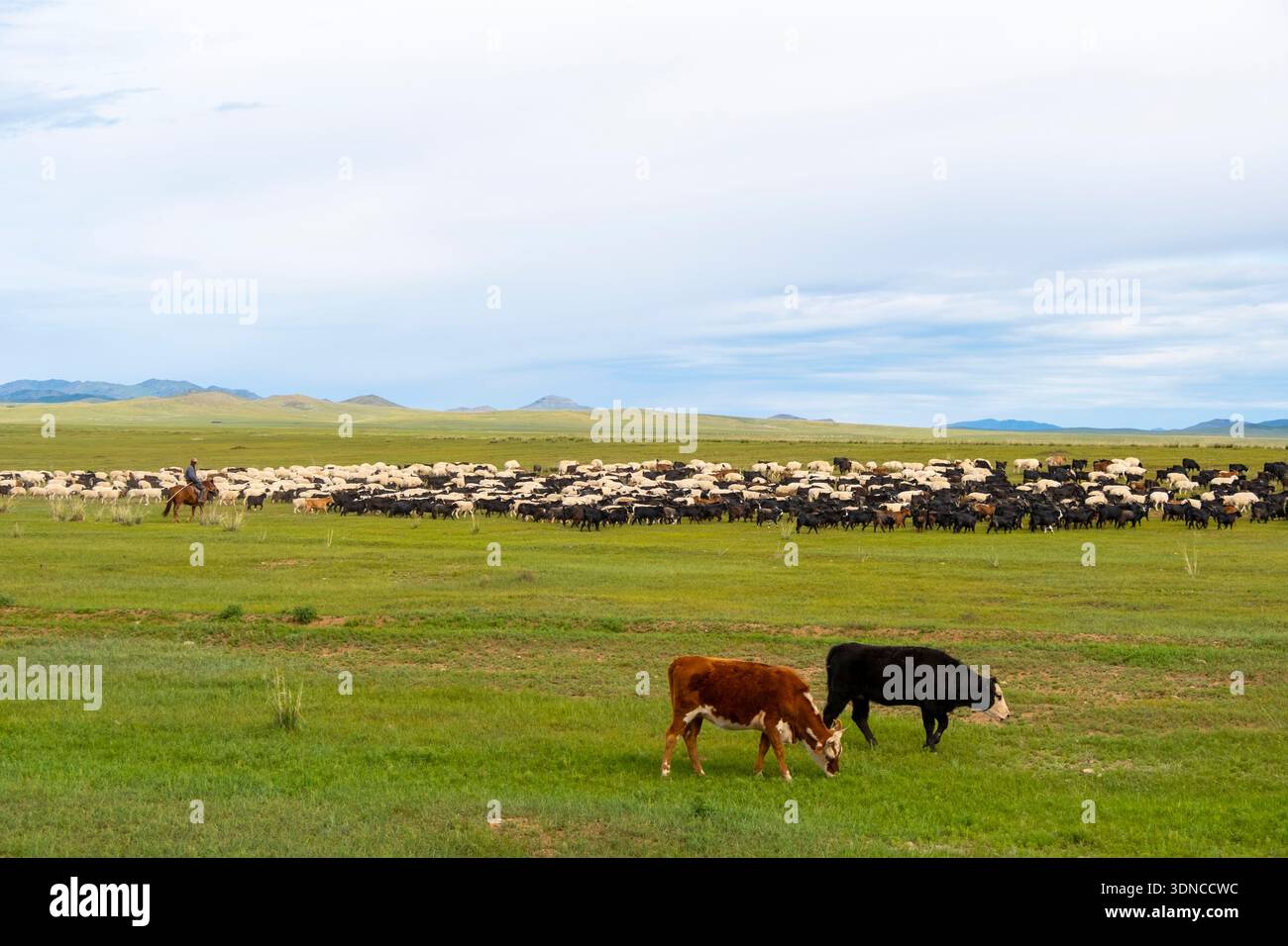 Mongolie, province bulgare, région de Dashinchilen, troupeau de moutons et son berger à cheval Banque D'Images