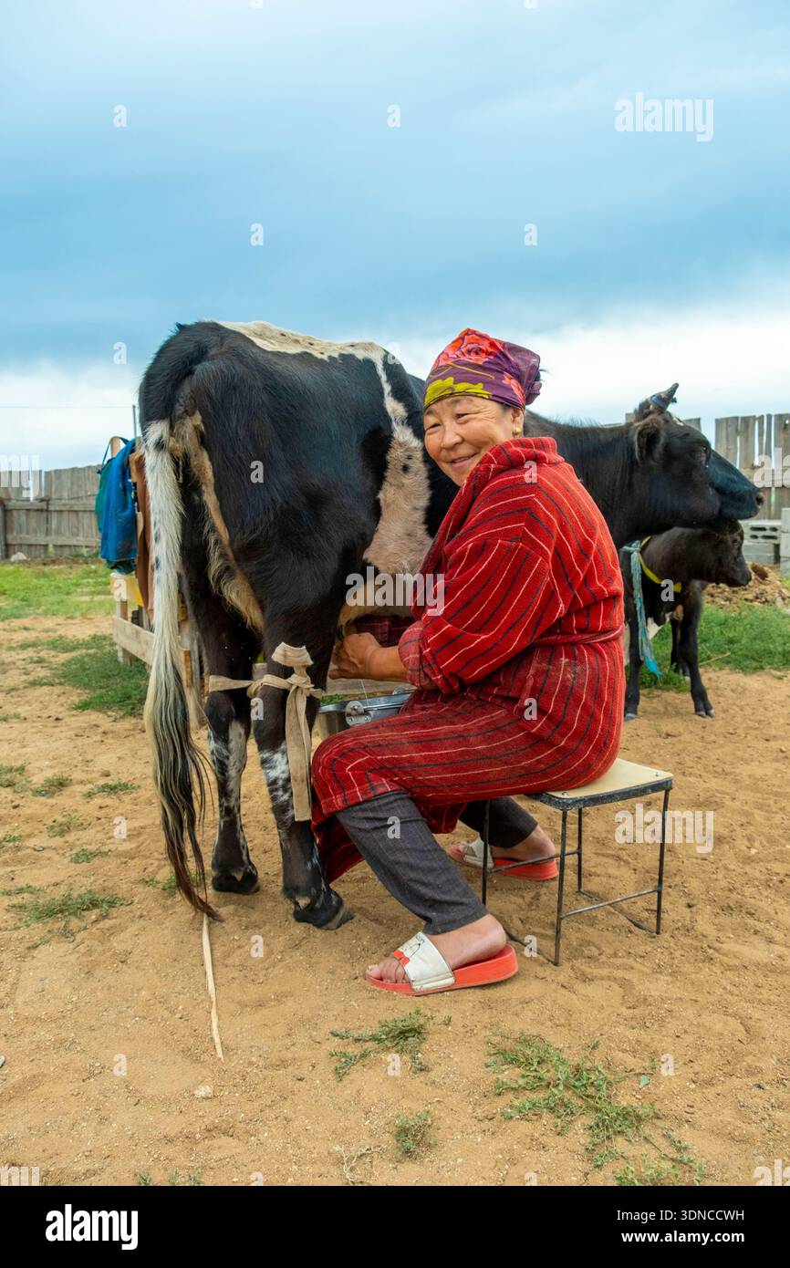 Mongolie, province bulgare, Dashinchilen, femme mongole tractant sa vache Banque D'Images