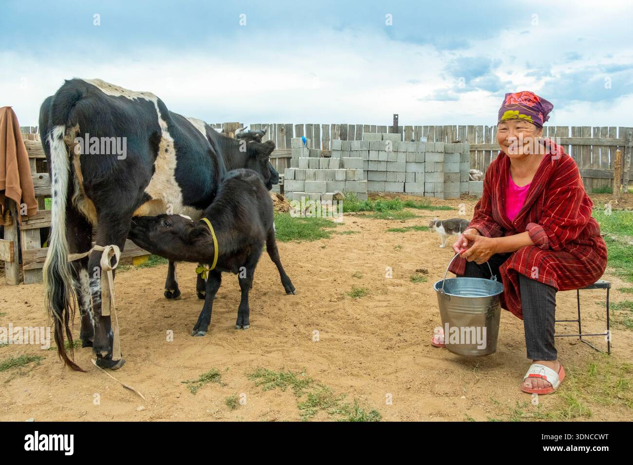 Mongolie, province bulgare, Dashinchilen, femme mongole tractant sa vache Banque D'Images
