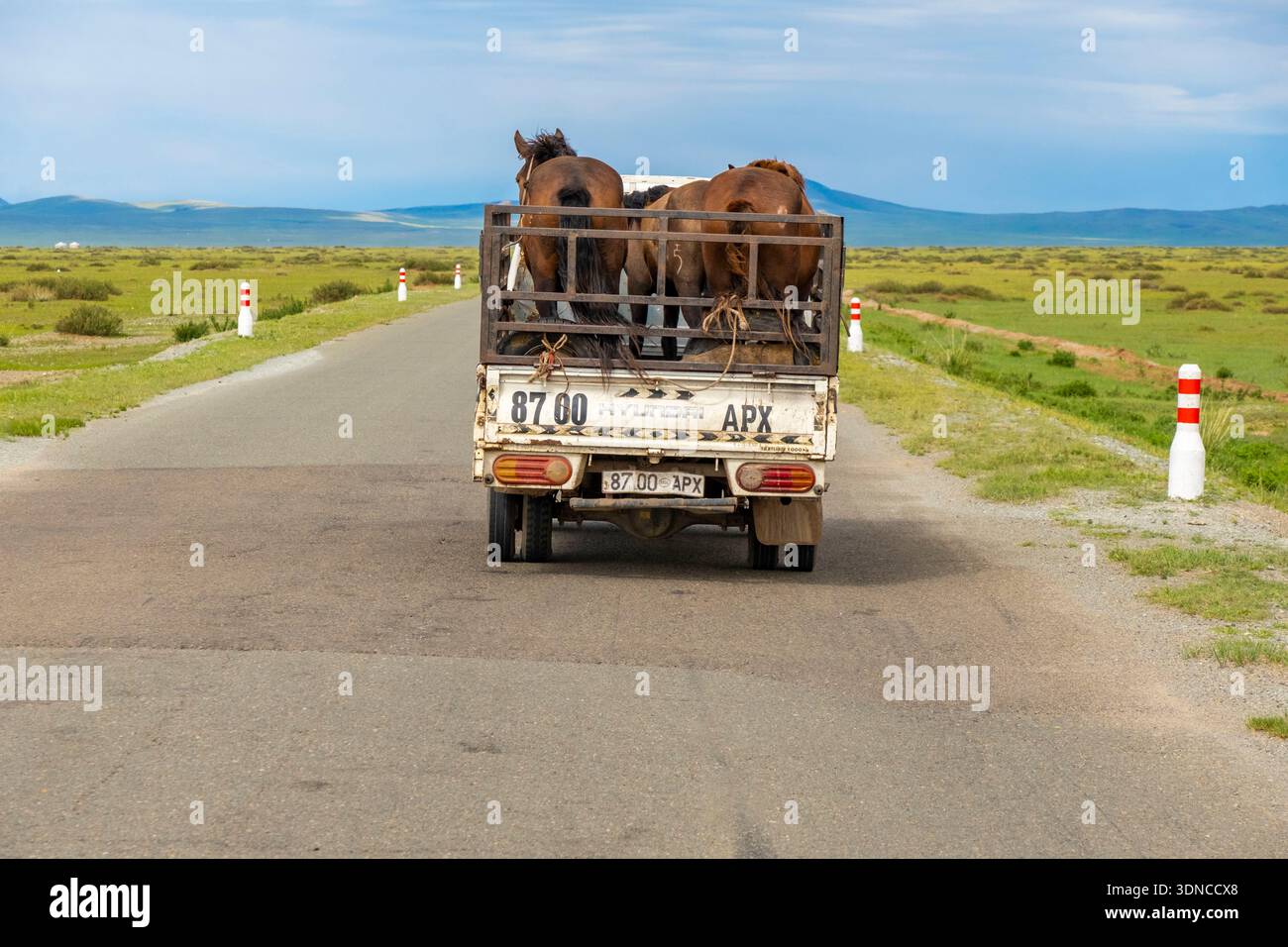 Mongolie, province bulgare, région de Dashinchilen, route de Milenium ou route du milieu, camion transportant du bétail Banque D'Images