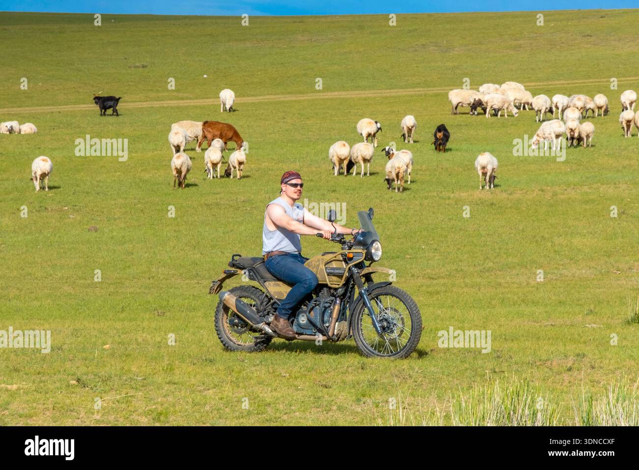 Mongolie, province d'Arkhangai, lac Ogiynuur, un motocycliste sur une moto Royal Enfield Himalayan 400 balade parmi un troupeau de moutons Banque D'Images