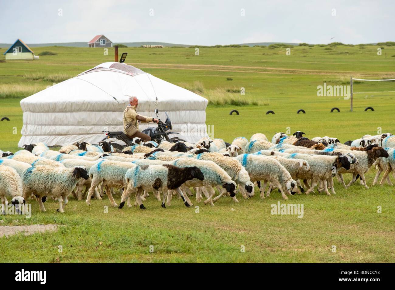 Mongolie, province d'Arkhangai, lac Ogiynuur, un motocycliste sur une moto Royal Enfield Himalayan 400 balade parmi un troupeau de moutons et de yourtes Banque D'Images