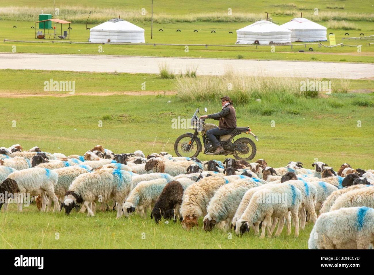 Mongolie, province d'Arkhangai, lac Ogiynuur, un motocycliste sur une moto Royal Enfield Himalayan 400 balade parmi un troupeau de moutons et de yourtes Banque D'Images
