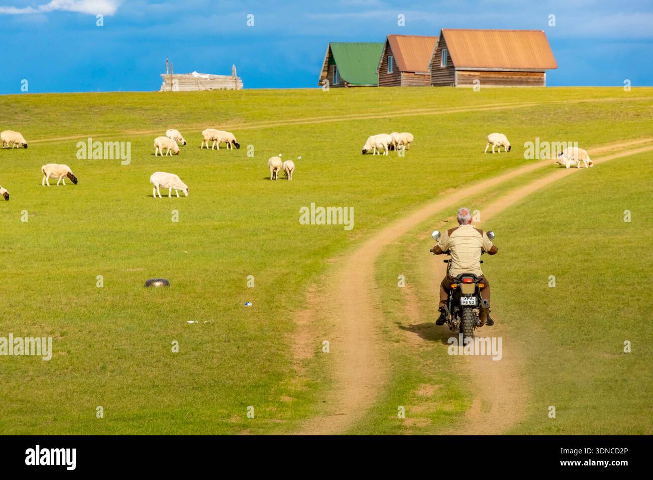 Mongolie, province d'Arkhangai, lac Ogiynuur, un motocycliste sur une moto Royal Enfield Himalayan 400 balade parmi un troupeau de moutons Banque D'Images