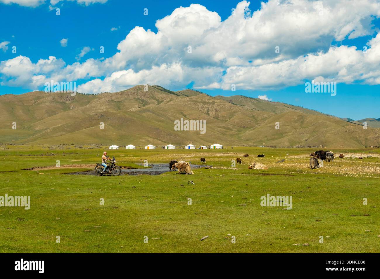 Mongolie, province d'Ovorkhangai, vallée d'Orkhon, motocycliste sur une moto Royal Enfield Himalayan 400 et un troupeau de yaks Banque D'Images