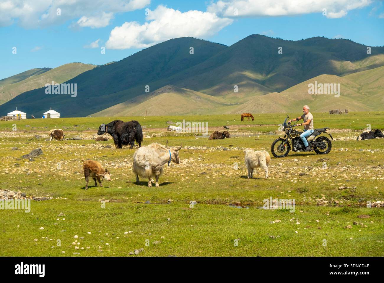 Mongolie, province d'Ovorkhangai, vallée d'Orkhon, motocycliste sur une moto Royal Enfield Himalayan 400 et un troupeau de yaks Banque D'Images