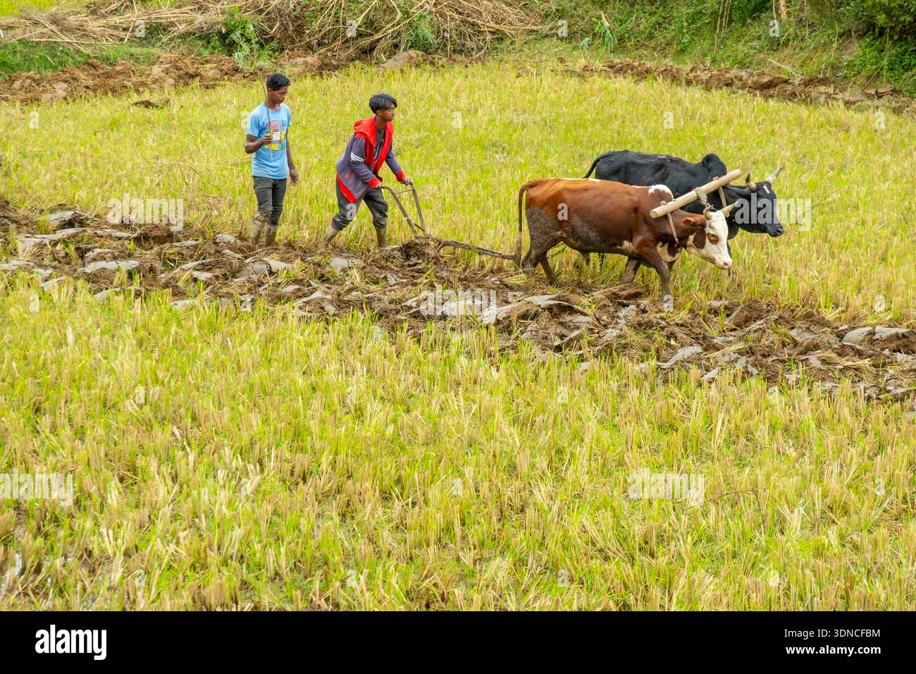 Madagascar, région de Vakinankaratra, route nationale 7 ou RN7, Ambohimiarina, culture avec charrette à bœufs dans les rizières Banque D'Images