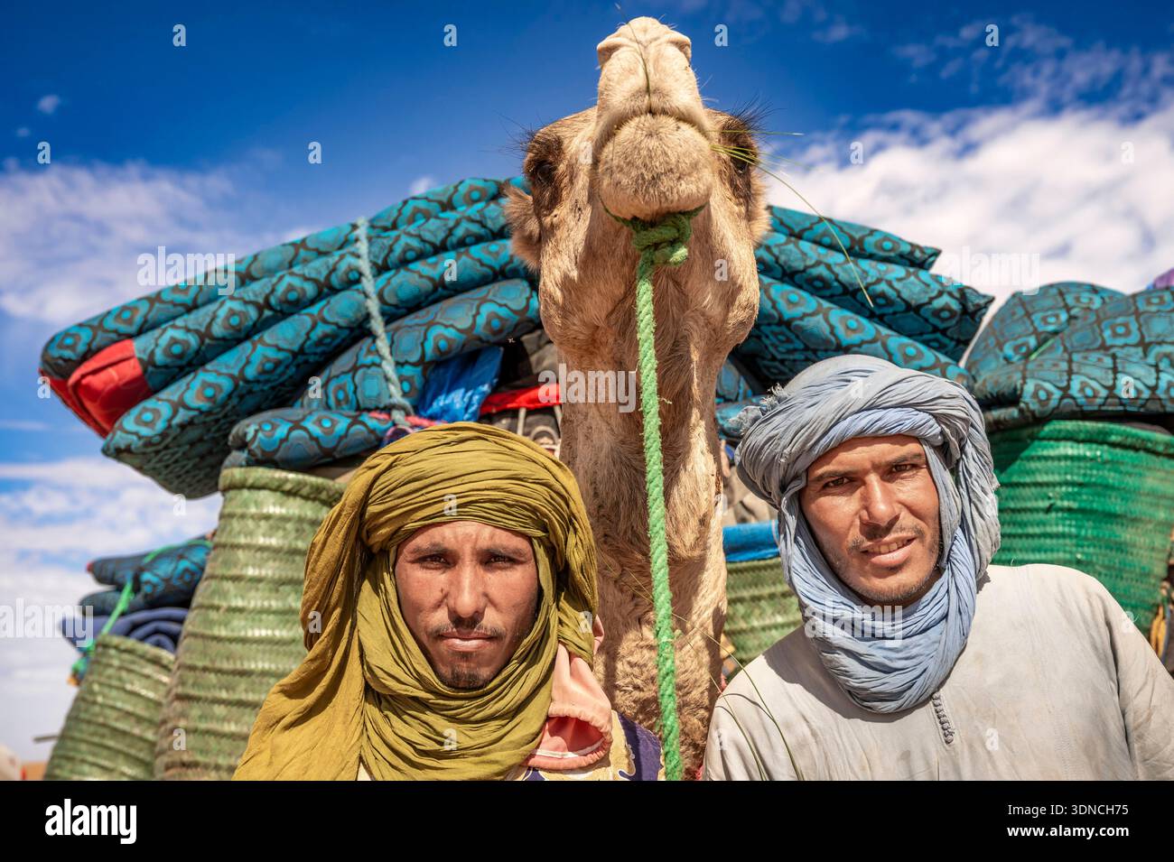 Maroc, Sahara, région de Drâa-Tafilalet, M'Hamid El Ghizlane, pilotes de chameaux berbères et un de leurs chameaux de meute Banque D'Images