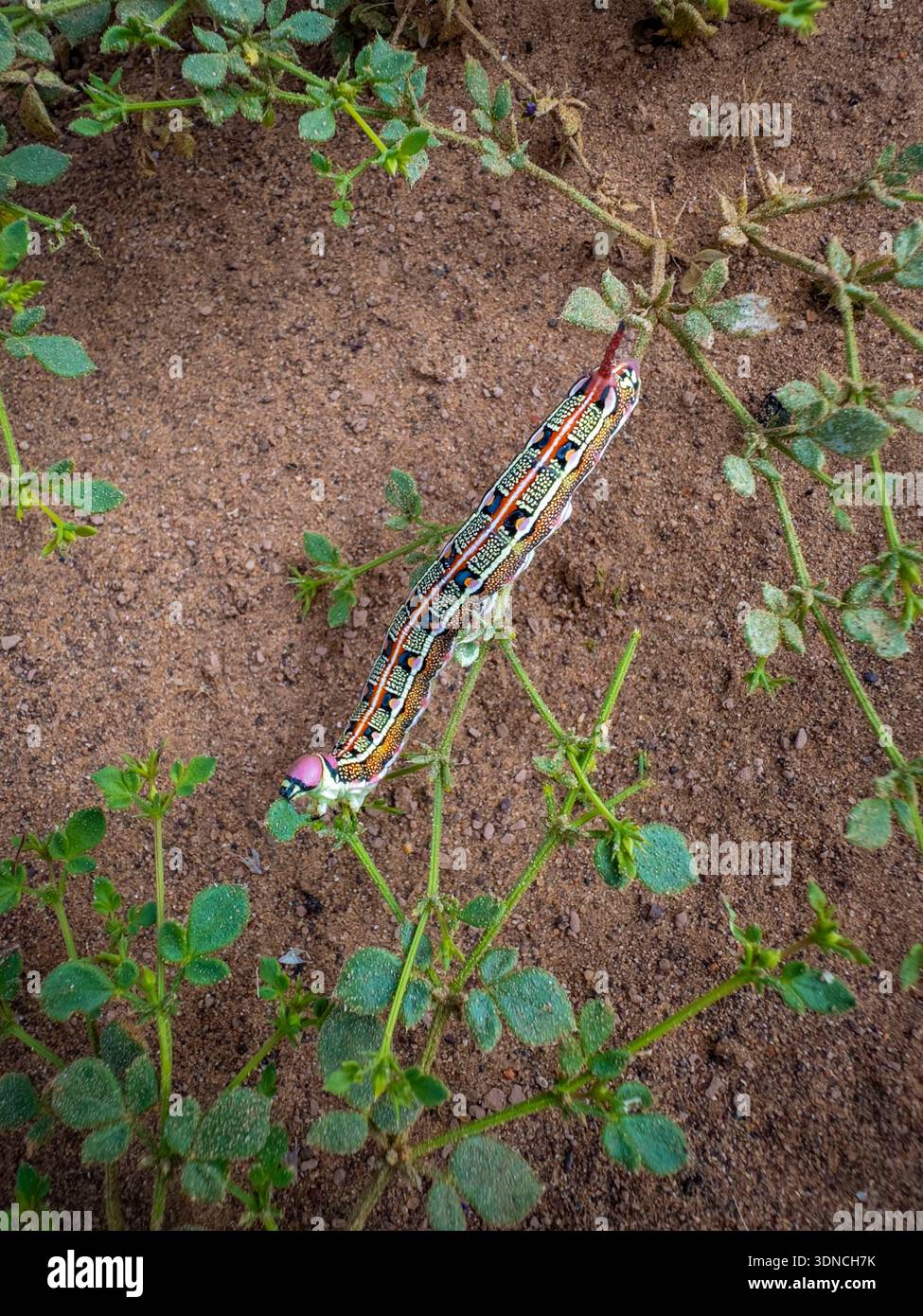 Maroc, Sahara, région de Drâa-Tafilalet, M'Hamid El Ghizlane, chenille de Sphinx à lignes blanches (Hyles lineata) se nourrissant de plantes sur du sable encore frais des dernières précipitations Banque D'Images