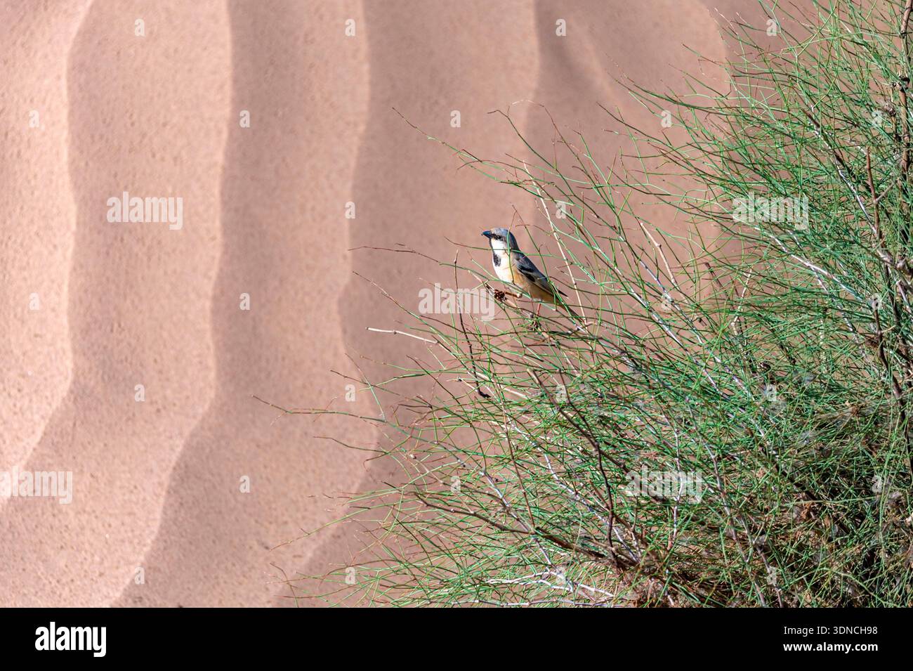 Maroc, Sahara, région de Drâa-Tafilalet, M'Hamid El Ghizlane, Khert El Galzim, moineau blanc (passer simplex) sur fond de dune Banque D'Images
