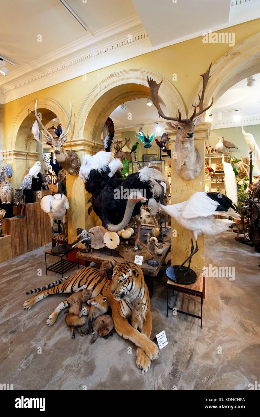 France, Paris, rue d'Aboukir, Design & nature, taxidermiste Banque D'Images