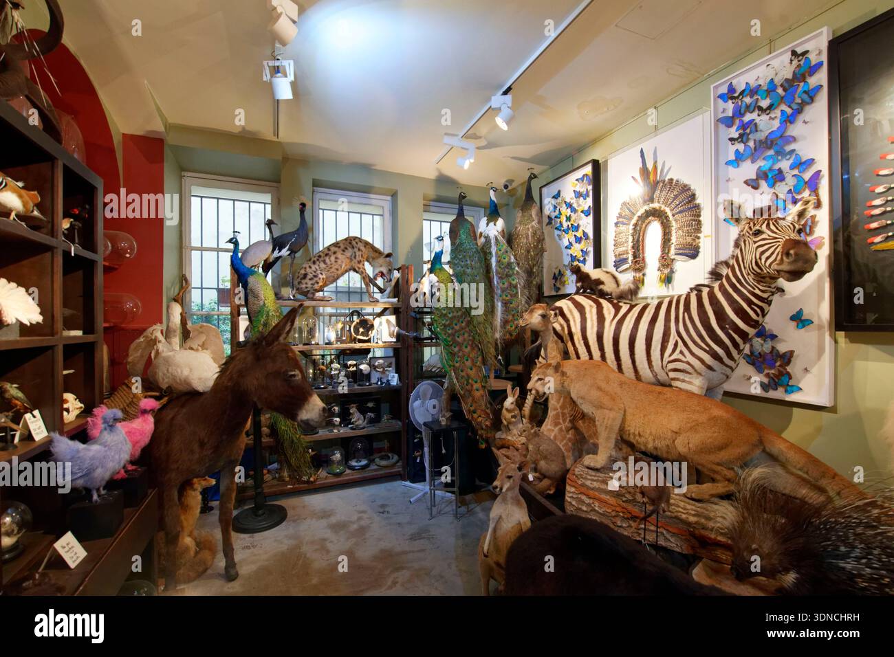 France, Paris, rue d'Aboukir, Design & nature, taxidermiste Banque D'Images