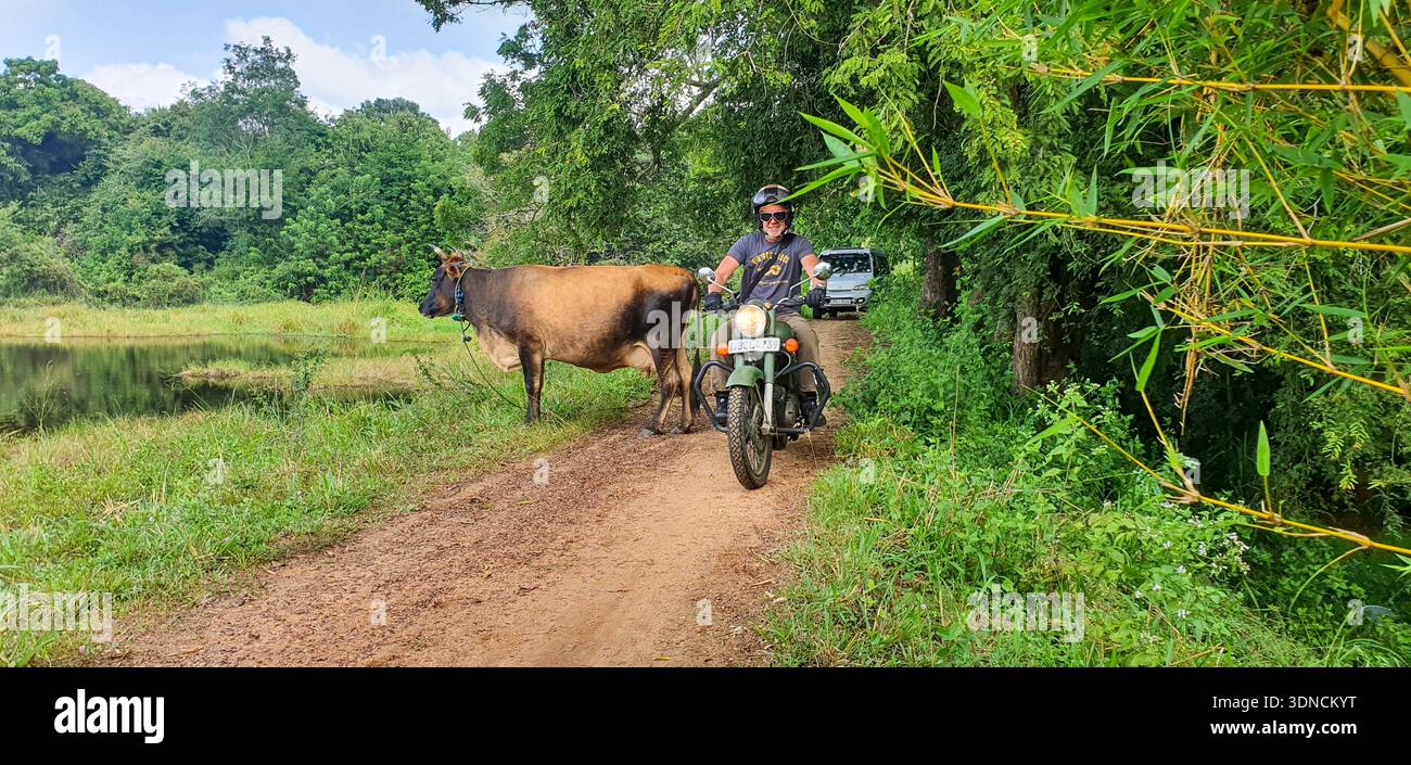 Sri Lanka, raid moto Royal Enfield vintage, route de Trincomalee à Wasgamuwa, piste avec vaches Banque D'Images