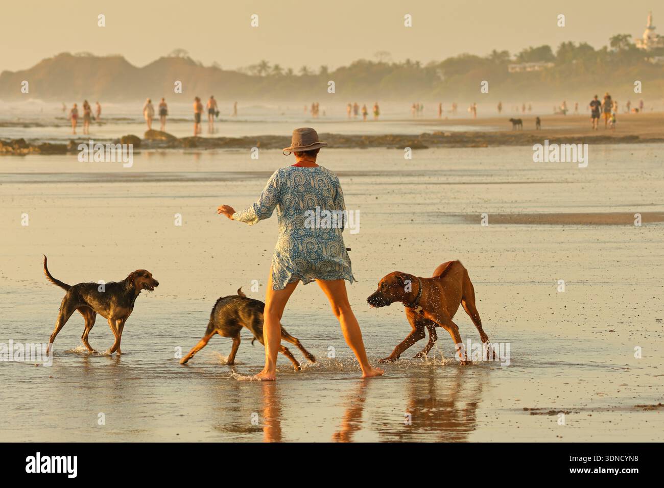 Femme promenant des chiens plus petits qui ont peur d'un grand Ridgeback ludique sur la plage de surf populaire Playa Guiones. Guiones, Nosara, Guanacaste, Costa Rica. Banque D'Images