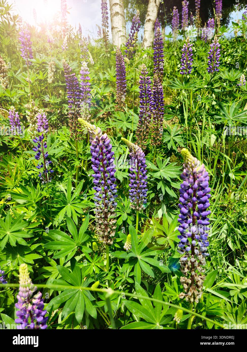 Tapis Bluebell dans la forêt au lever du soleil avec la lumière dorée à travers les arbres. Fleurs violettes éthérées créant une scène boisée magique, nature sereine landsc Banque D'Images