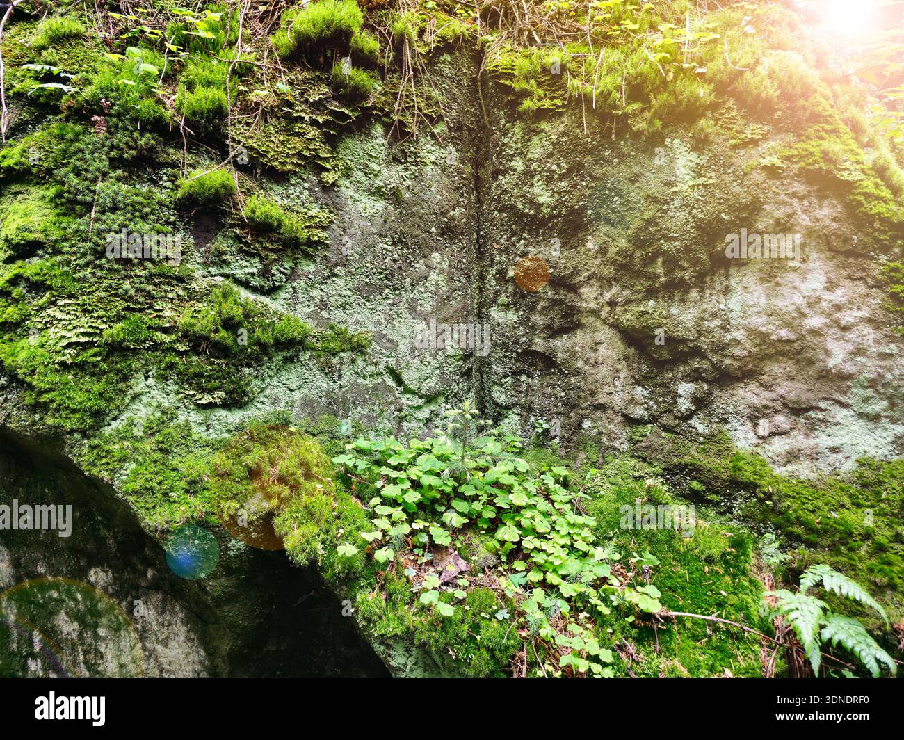 Mousse verte luxuriante et fougères poussant sur la roche volcanique sombre. Texture naturelle humide avec une verdure vibrante, des détails de forêt sauvage, un arrière-plan écologique capturant fres Banque D'Images