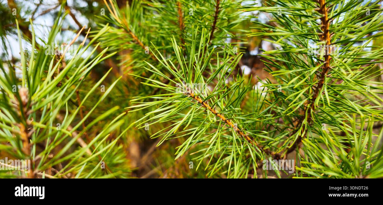 Vue rapprochée d'une branche de sapin. Fond d'écran de Noël, concept de fond. Branche de sapin vert. Branches de sapin. Branches d'épinette verte comme fond de Noël. Banque D'Images