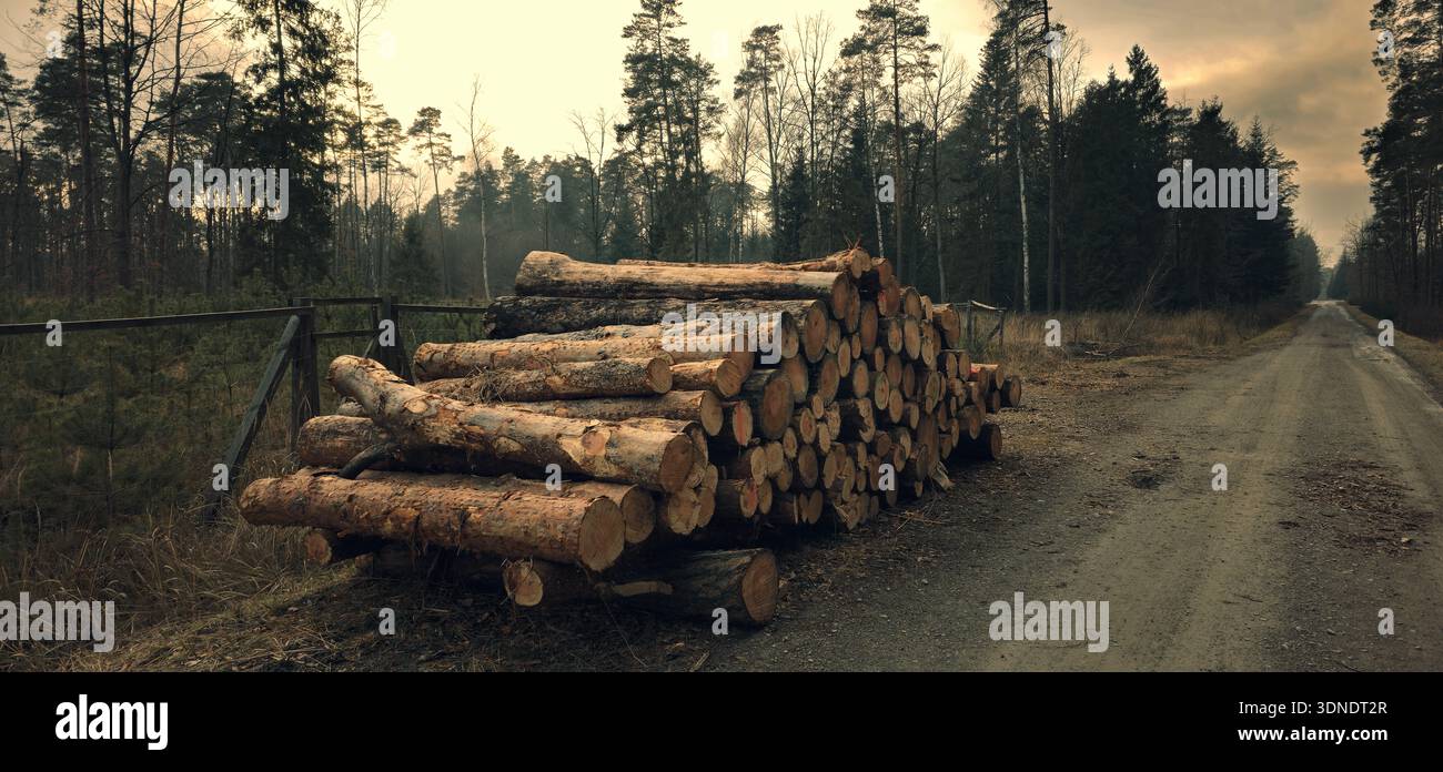 Bois de chauffage dans la forêt. Photo horizontale bûches en bois de bois de pins dans la forêt. Bûches d'arbre fraîchement coupées empilées les unes sur les autres en une pile. Banque D'Images
