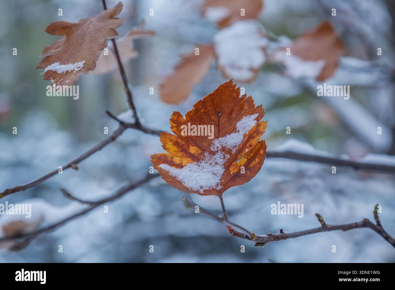 Feuilles de cendres d'automne sèches sur un arbre sous la neige, gros plan Banque D'Images
