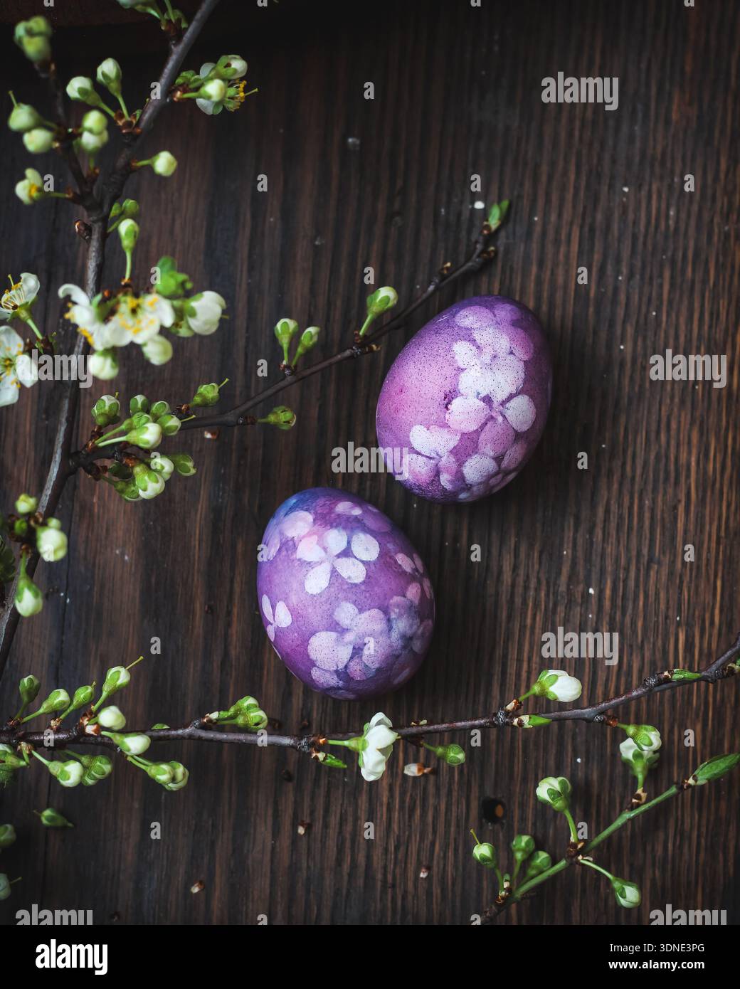 Oeufs de Pâques teints en violet avec des fleurs pressées et quelques branches florissantes à côté Banque D'Images