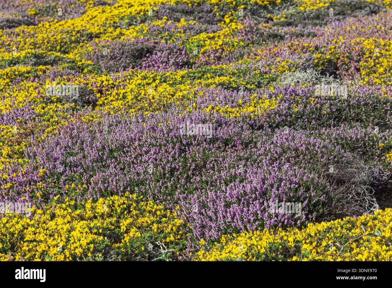 France, Ile d'Ouessant, 29, Cadoran, bruyère avec coussins de frêne bruyère et gorse. Banque D'Images