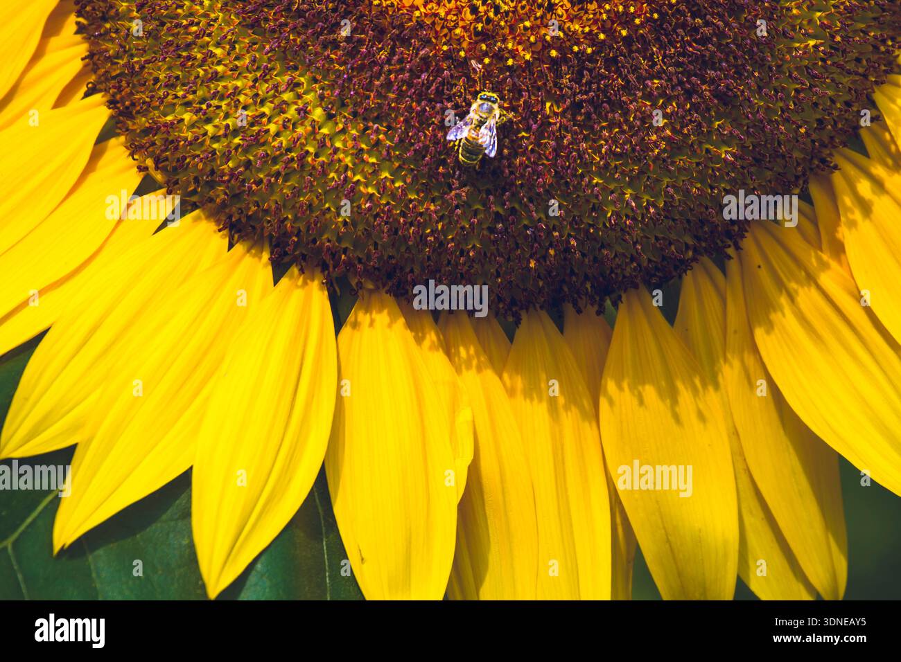 Close-up d'une abeille sur un tournesol Banque D'Images