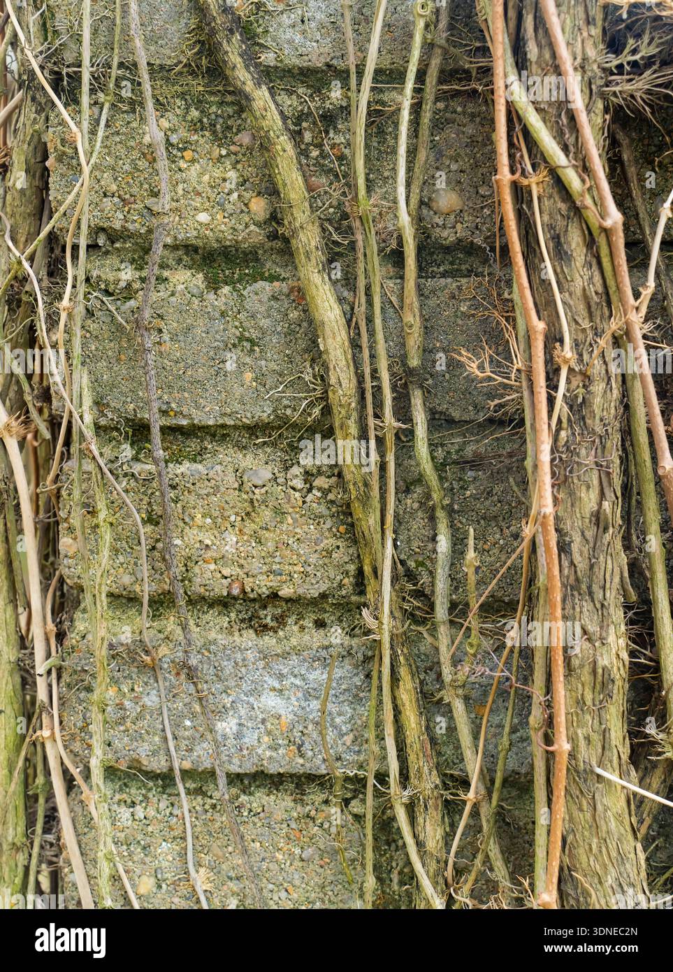 Vignes séchées sur le mur du bâtiment. Banque D'Images