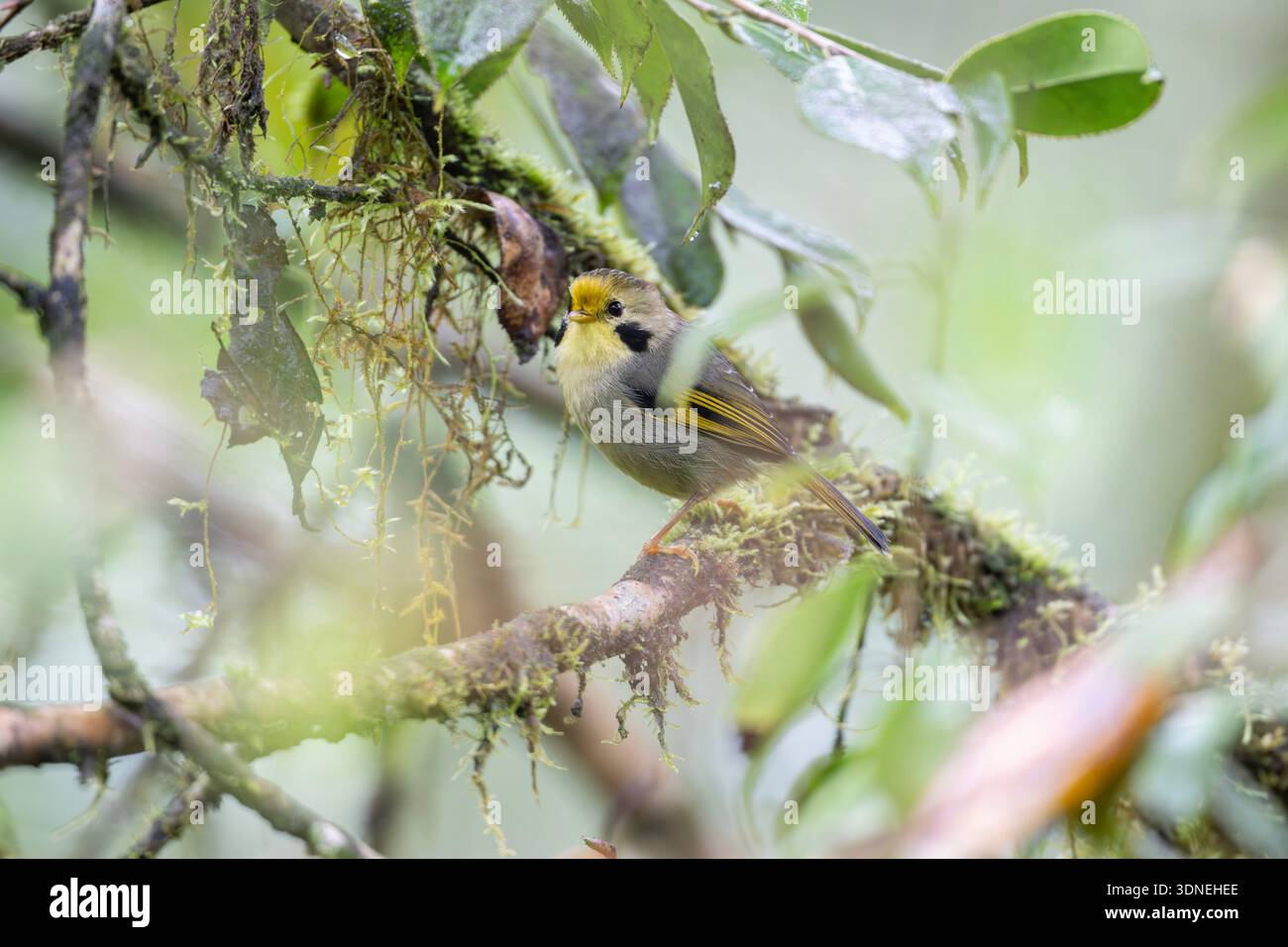 Fulvetta doré (Lioparus chrysotis), une espèce protégée nationale de classe II, perchée sur une branche moussue dans le Sichuan, en Chine. Banque D'Images