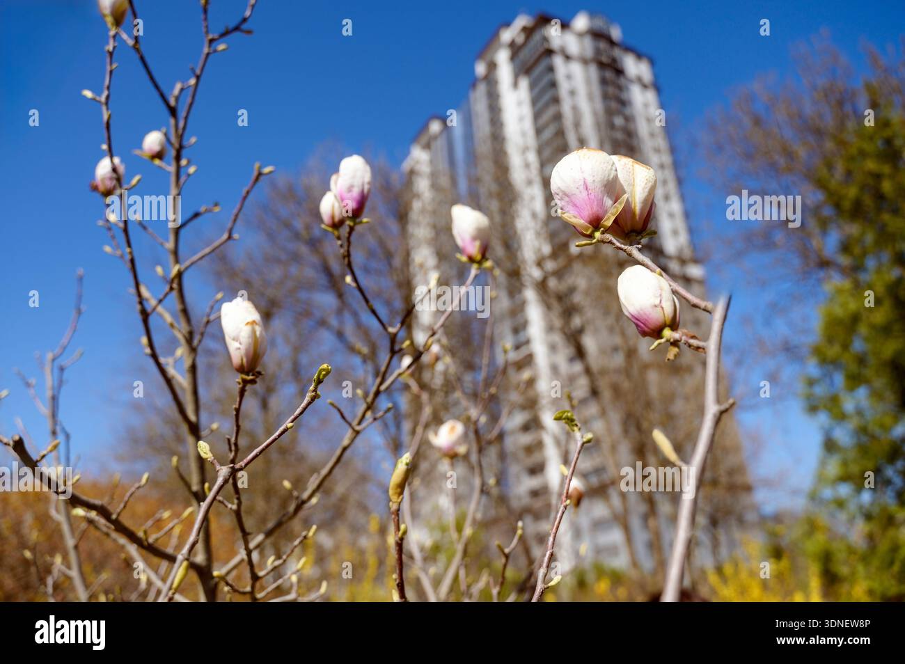 Arbre de magnolia fleuri avec des bourgeons roses dans un parc de la ville avec un fond de bâtiment de grande hauteur. Concept de la beauté de la nature printanière et de l'environnement urbain contr Banque D'Images