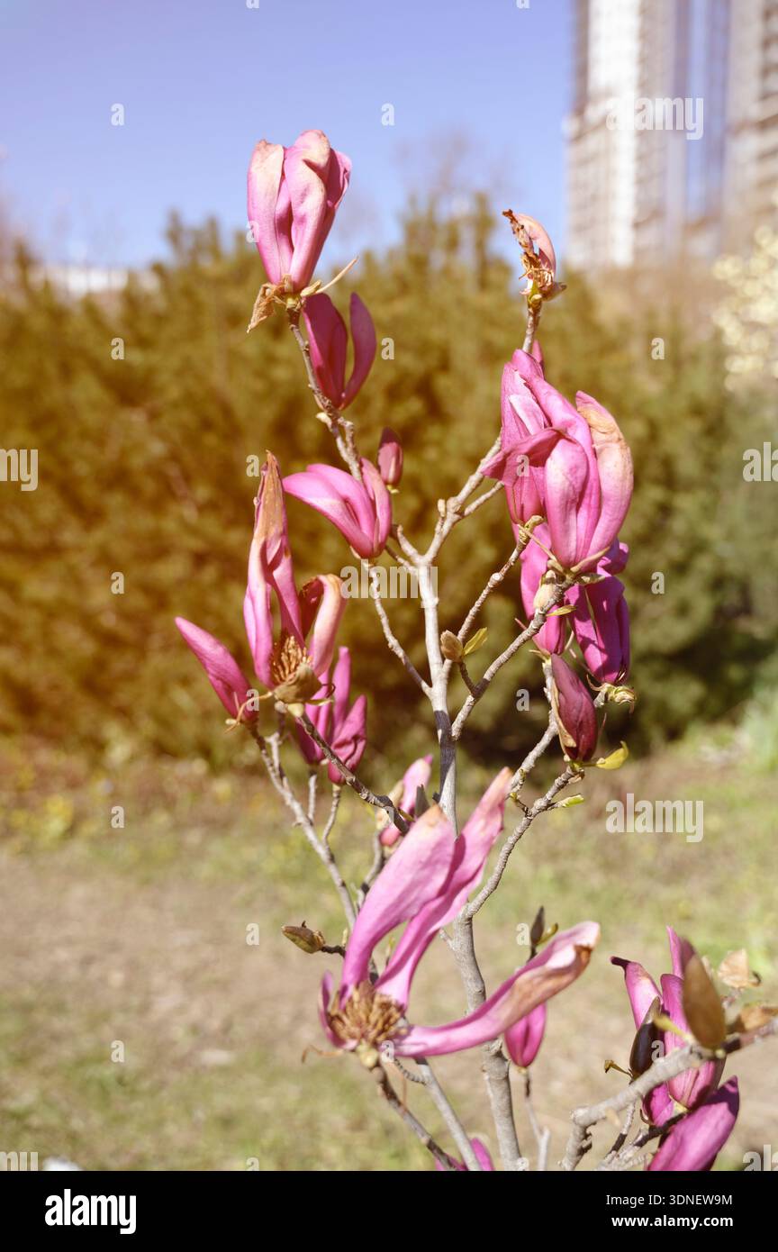 Fleurs de Magnolia liliiflora rose fanées avec pointes de pétales séchées sur les branches du parc. Concept de fin de saison printanière, cycle de vie naturel des plantes et chan Banque D'Images