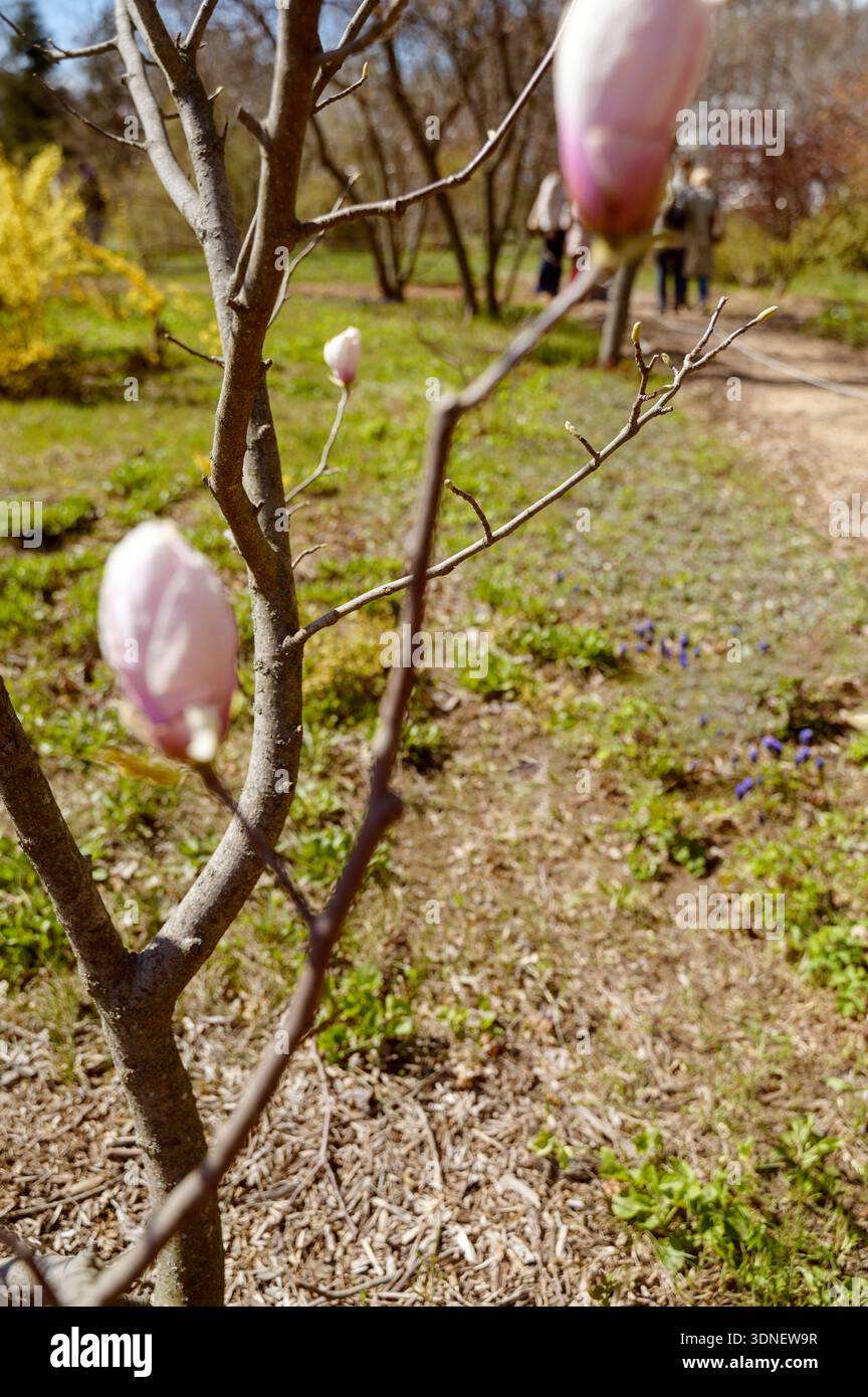 Arbre Magnolia fleurissant avec des bourgeons roses dans un parc printanier ensoleillé. Concept de beauté saisonnière de la nature et atmosphère fraîche de jardin au printemps pour voyager a Banque D'Images