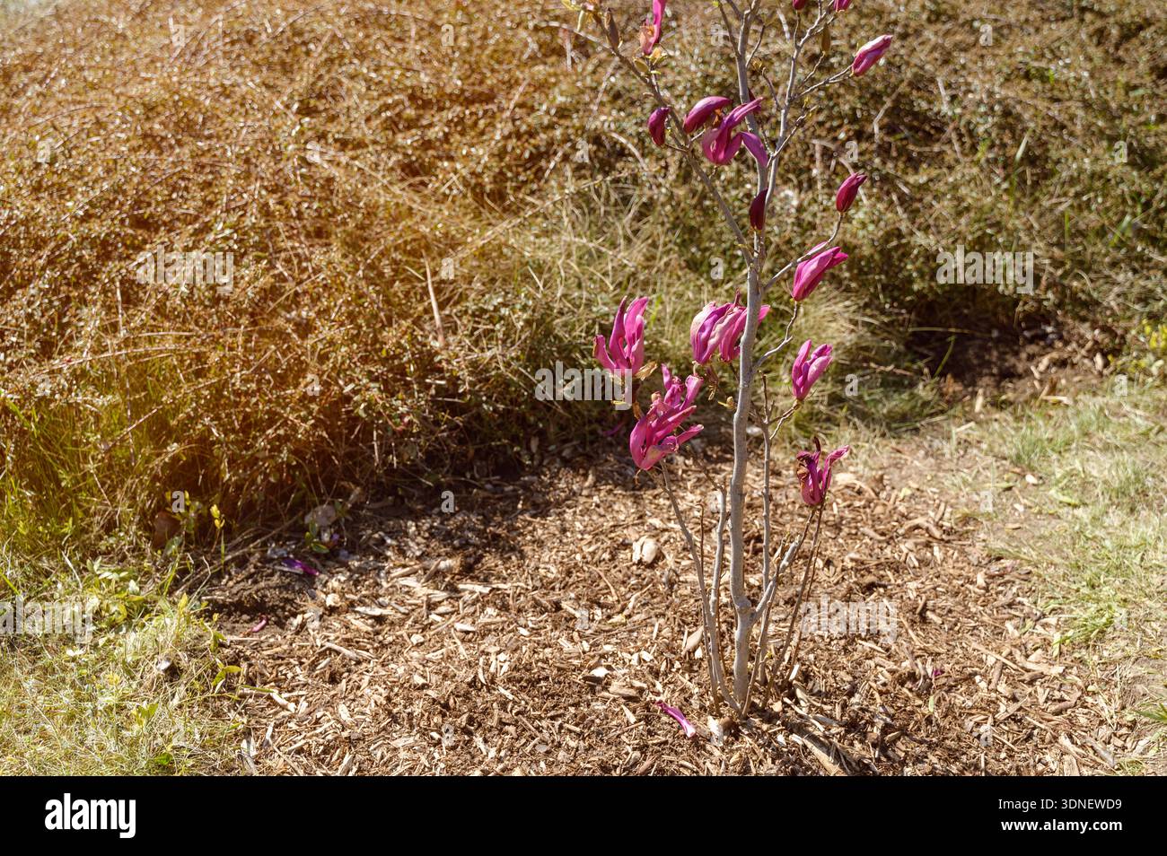 Arbuste violet Magnolia liliiflora fleuri dans un jardin ensoleillé avec un fond flou. Concept de floraison printanière saisonnière, jardin ornemental paysagi Banque D'Images