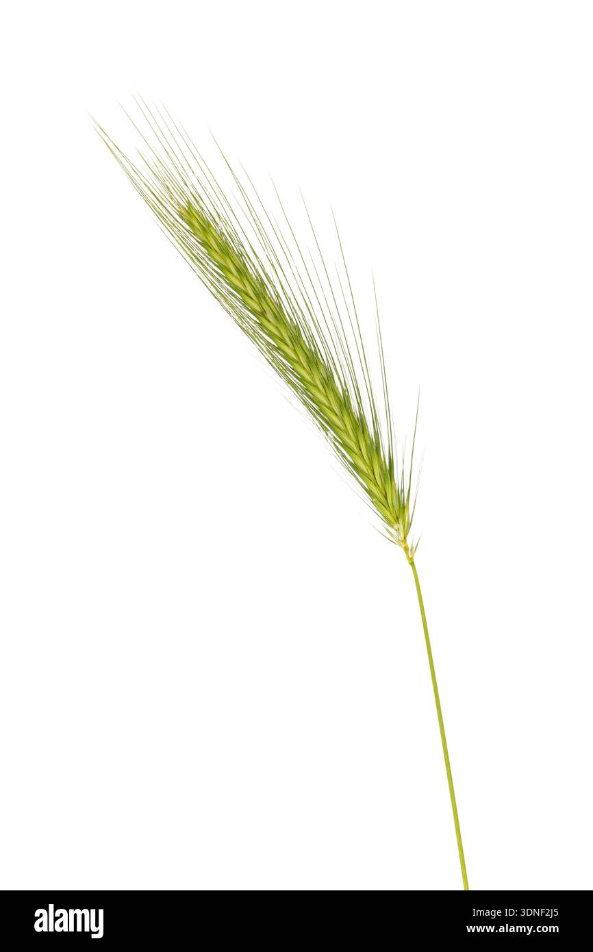 Vue latérale cose vers le haut de l'épi de blé avec grain. Isolé sur un fond blanc offrant un espace de copie. Banque D'Images