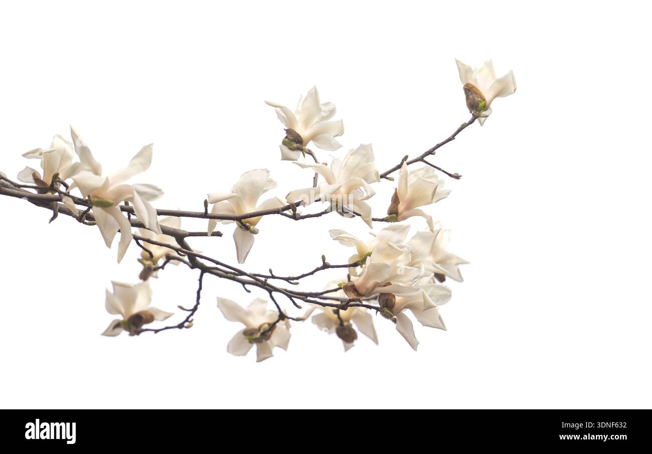 Floraison de fleurs blanches magnolia sur fond blanc Banque D'Images