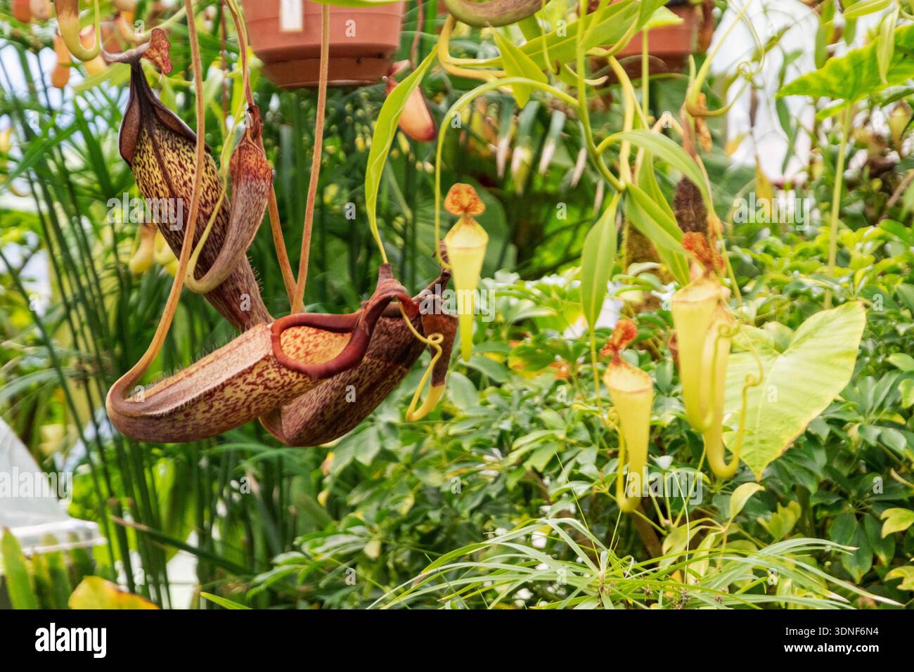 Plantes carnivores du jardin botanique de Quito (Équateur) Banque D'Images