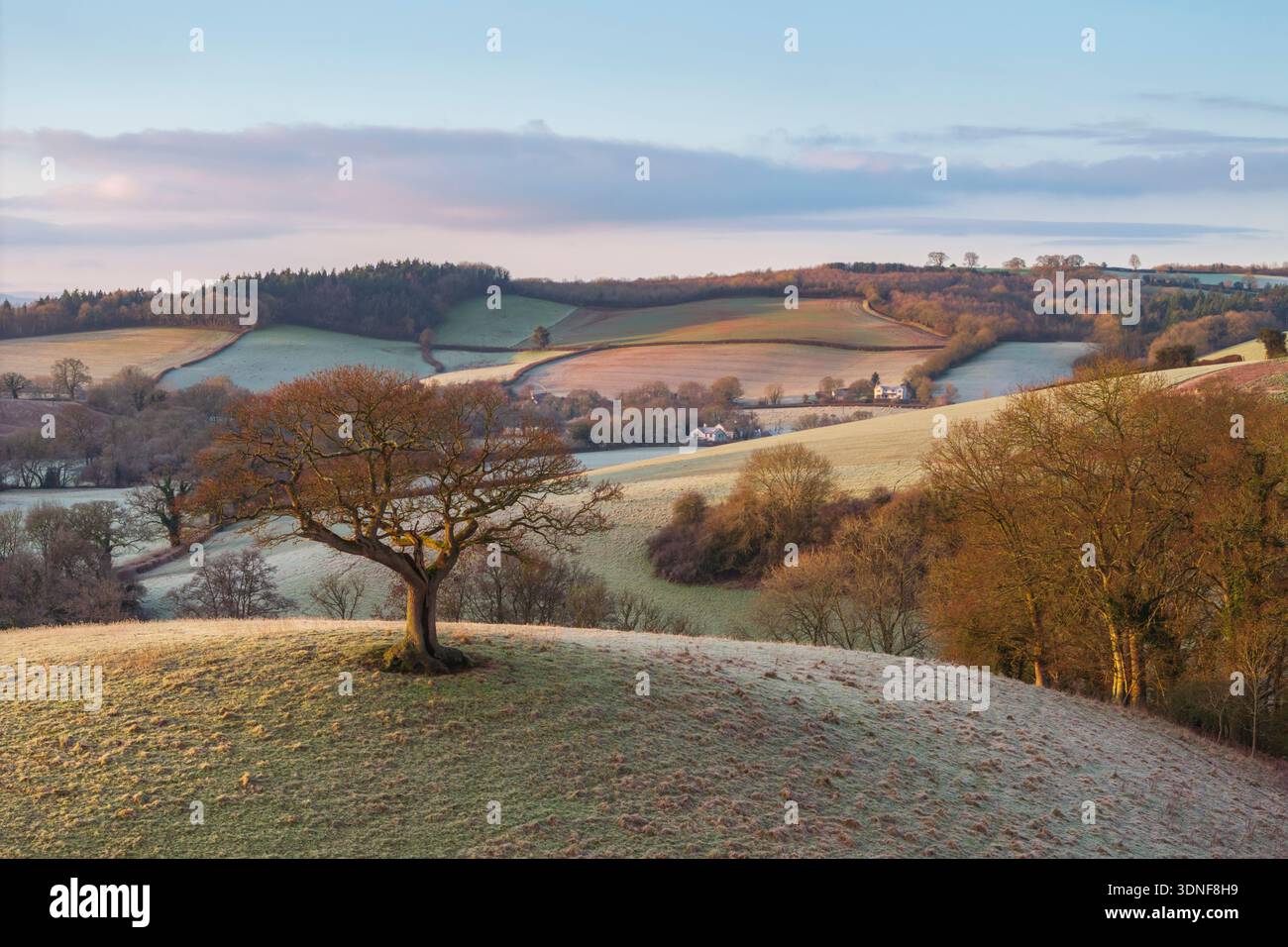 Arbre solitaire au sommet d'une colline dans la campagne vallonnée, au milieu du Devon, en Angleterre. Hiver (janvier) 2024. Banque D'Images