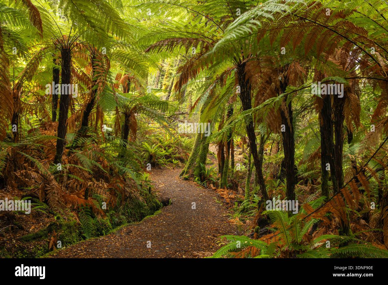 Fougères dans une forêt tropicale tempérée près de Kepler Track, Fiordland National Park, South Island, Nouvelle-Zélande. Automne (mai) 2025. Banque D'Images