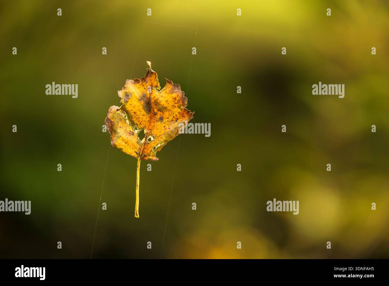 Feuille de bouleau tombée d'automne piégée dans la toile d'araignée, Écosse. Automne (octobre) 2025. Banque D'Images