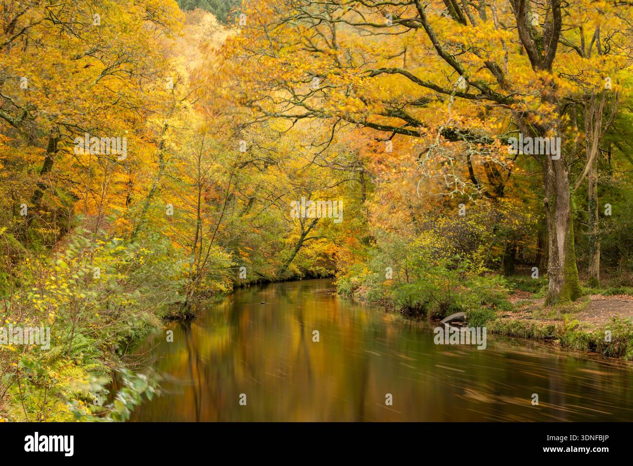 River Teign près de Fingle Bridge en automne, parc national de Dartmoor, Devon, Angleterre. Automne (novembre) 2025. Banque D'Images