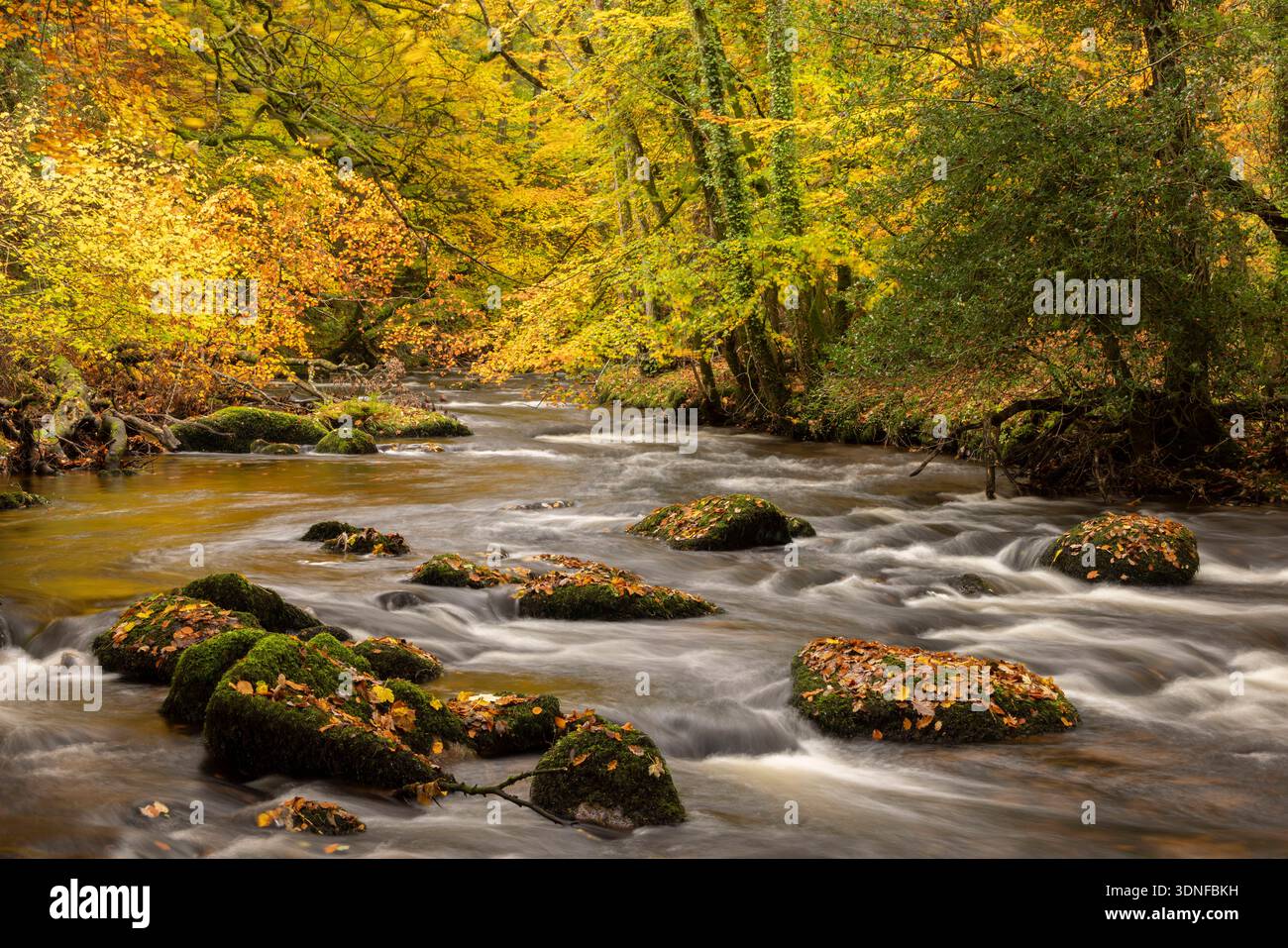 Feuillage automnal sur la rivière Teign près de Fingle Bridge, parc national de Dartmoor, Devon, Angleterre. Automne (novembre) 2025. Banque D'Images
