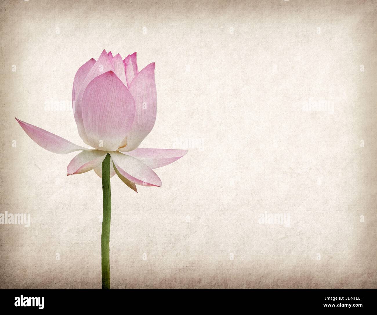 Lotus sur la old grunge background Banque D'Images