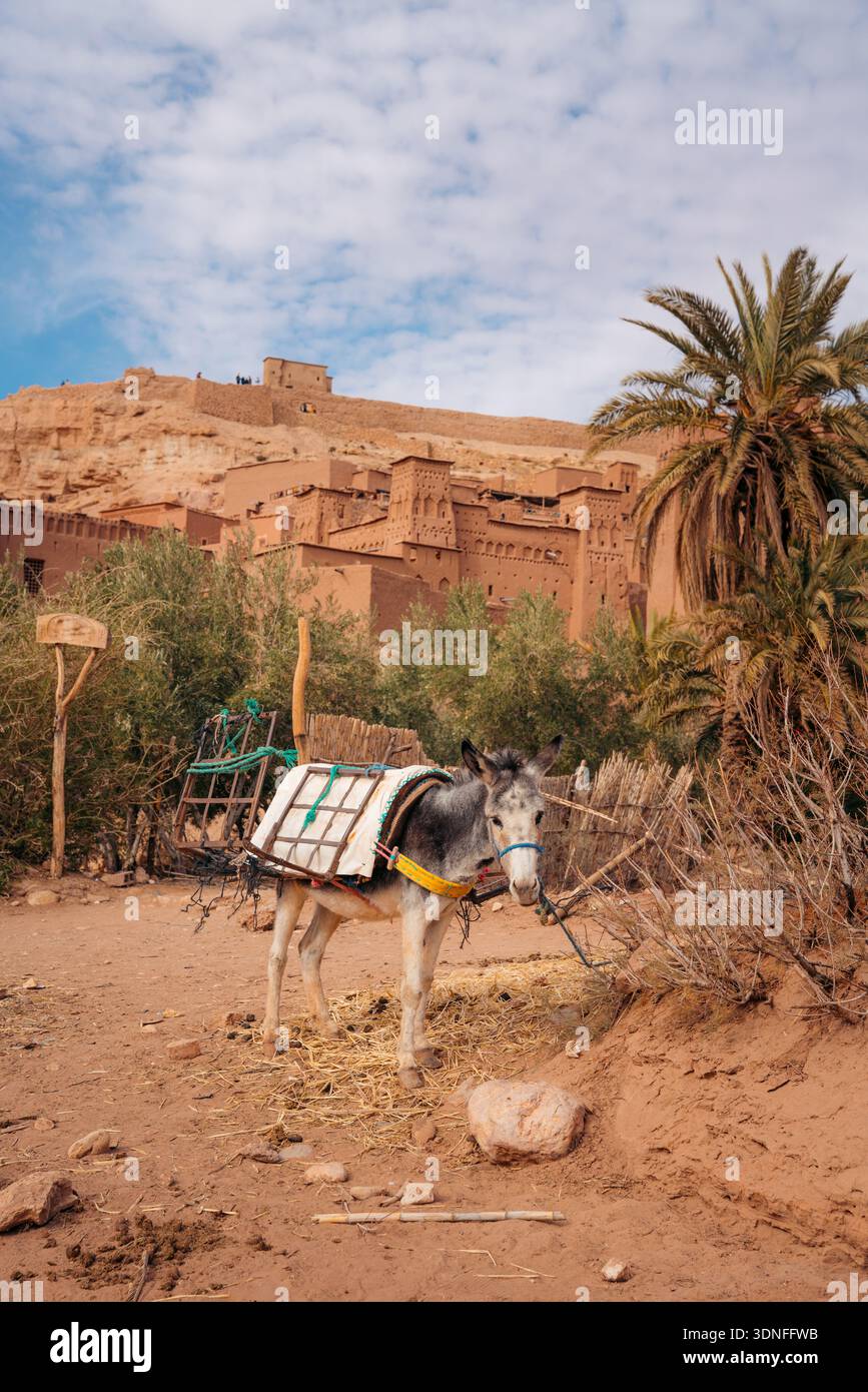 Un âne transporte des marchandises au Maroc, prêtes pour le transport à travers l'ancien village Banque D'Images