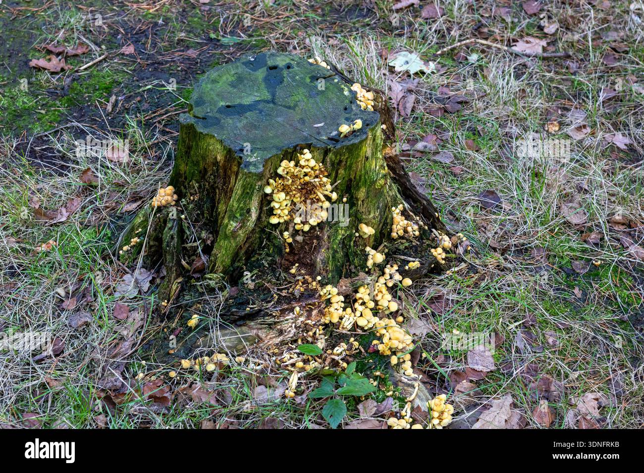 Grappes de petits champignons jaunes poussant sur une souche d'arbre moussue en décomposition dans une forêt Banque D'Images
